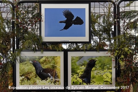 Exposition photos Les oiseaux de Sylvain Mangel  Cornimont 2017